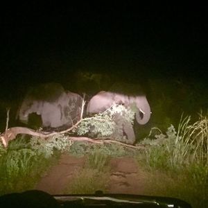 Meet your Posher, Linvel